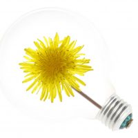 Finish the year strong with dandelion marketing