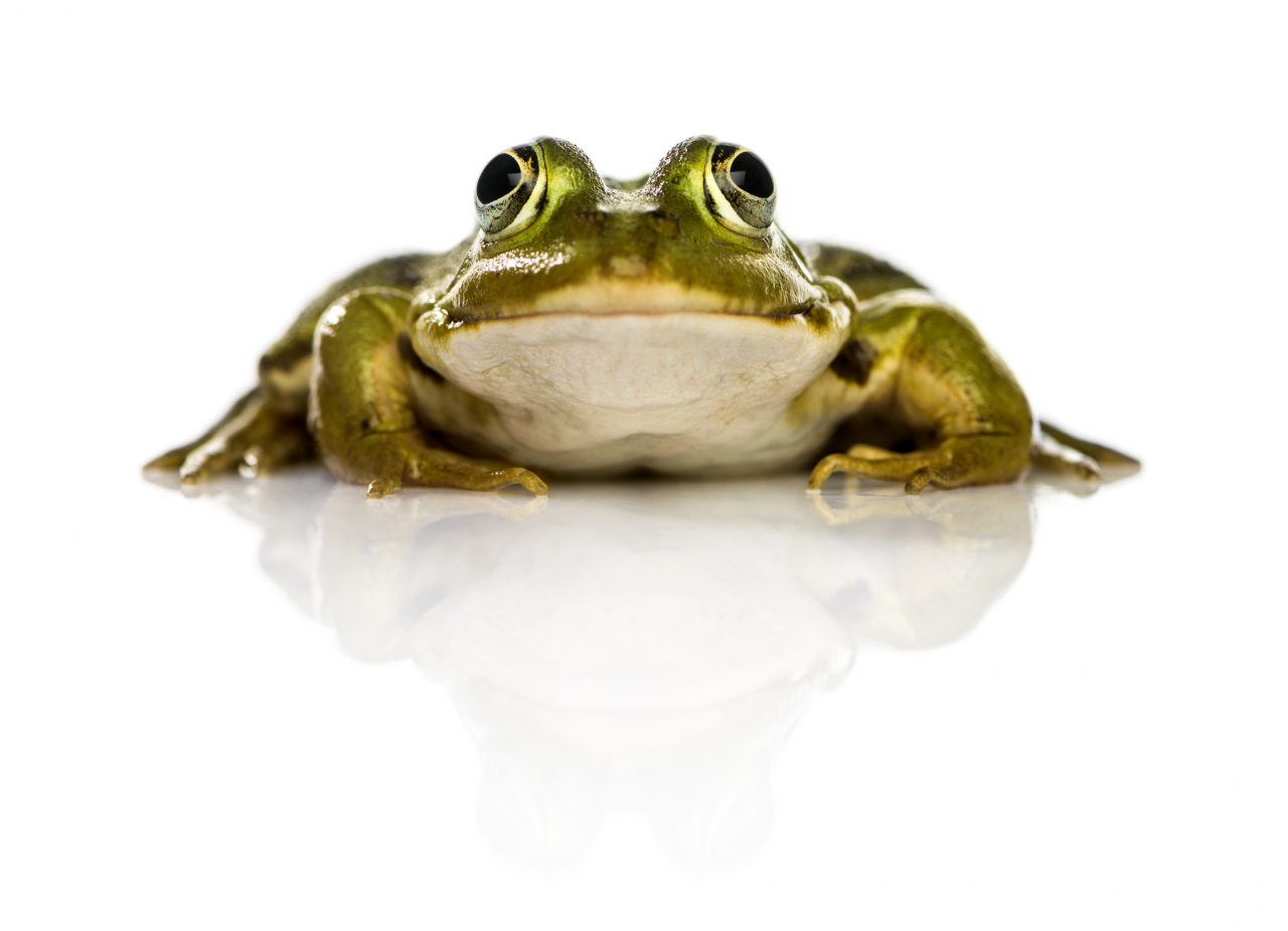 Eat the Frog - Is Your Website the thing you procrastinate?