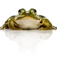 Eat the Frog - Is Your Website the thing you procrastinate?