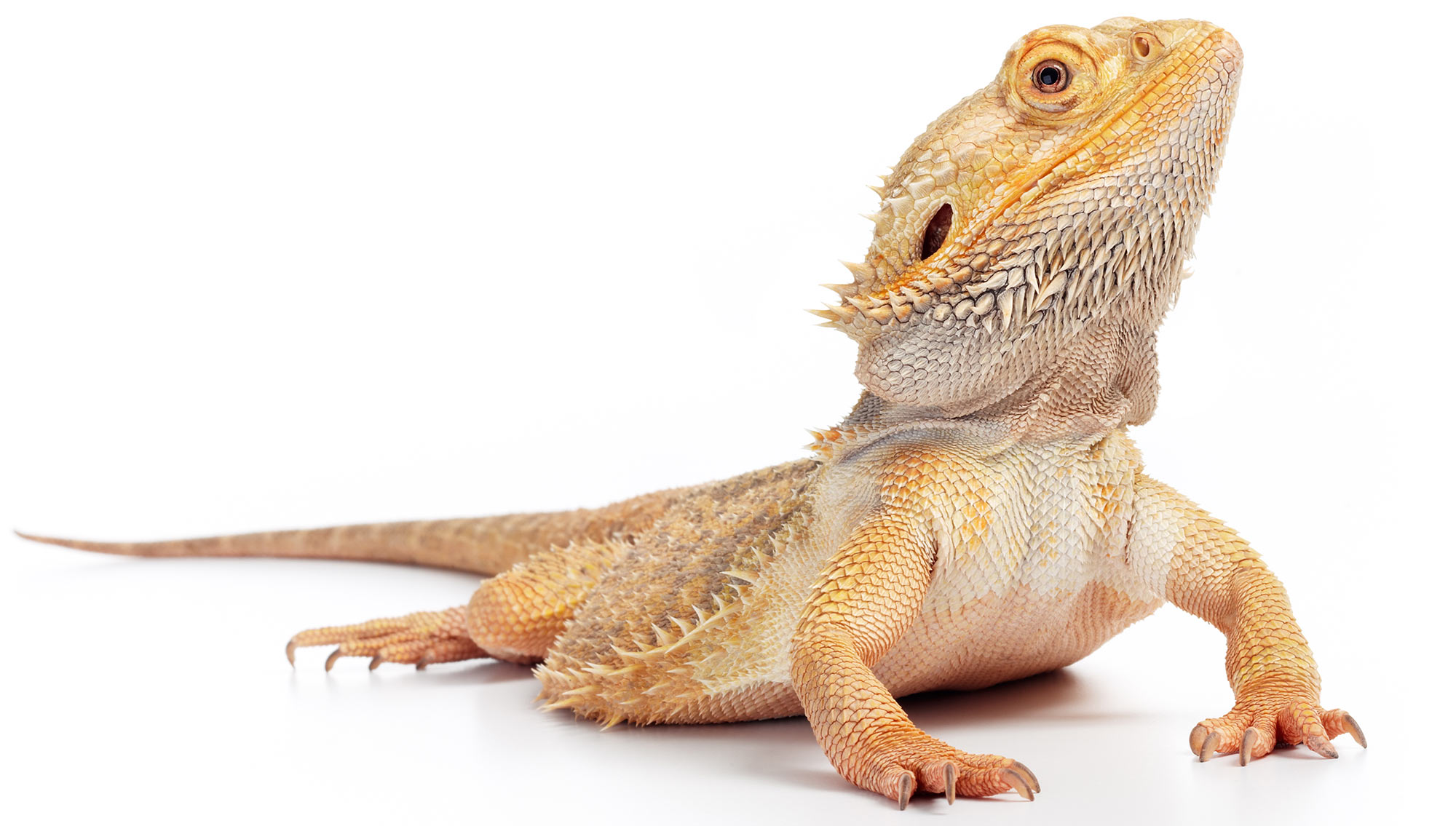 how to use stock photography effectively with a charming lizard