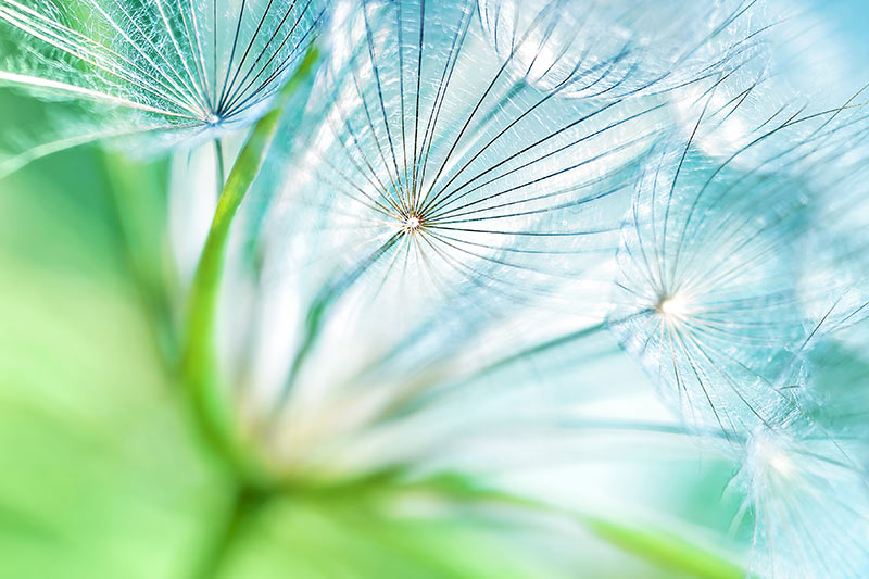 choosing your brand colors from images you love - photo of dandelion