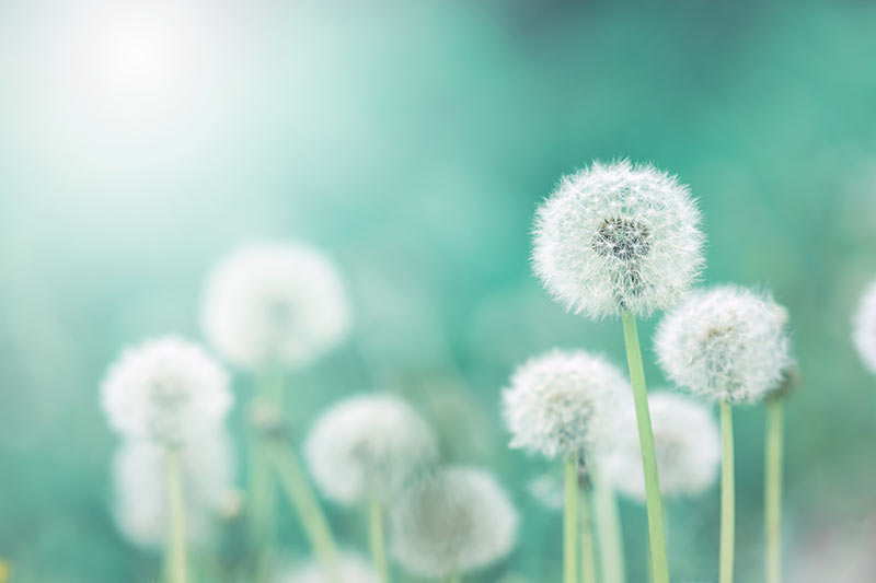 photo of green dandelion