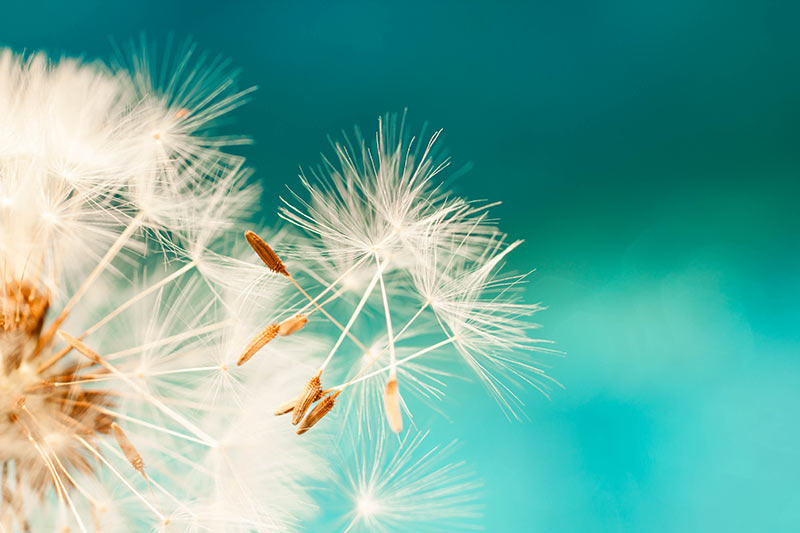 dandelion seeds on the wind - showing brand colors